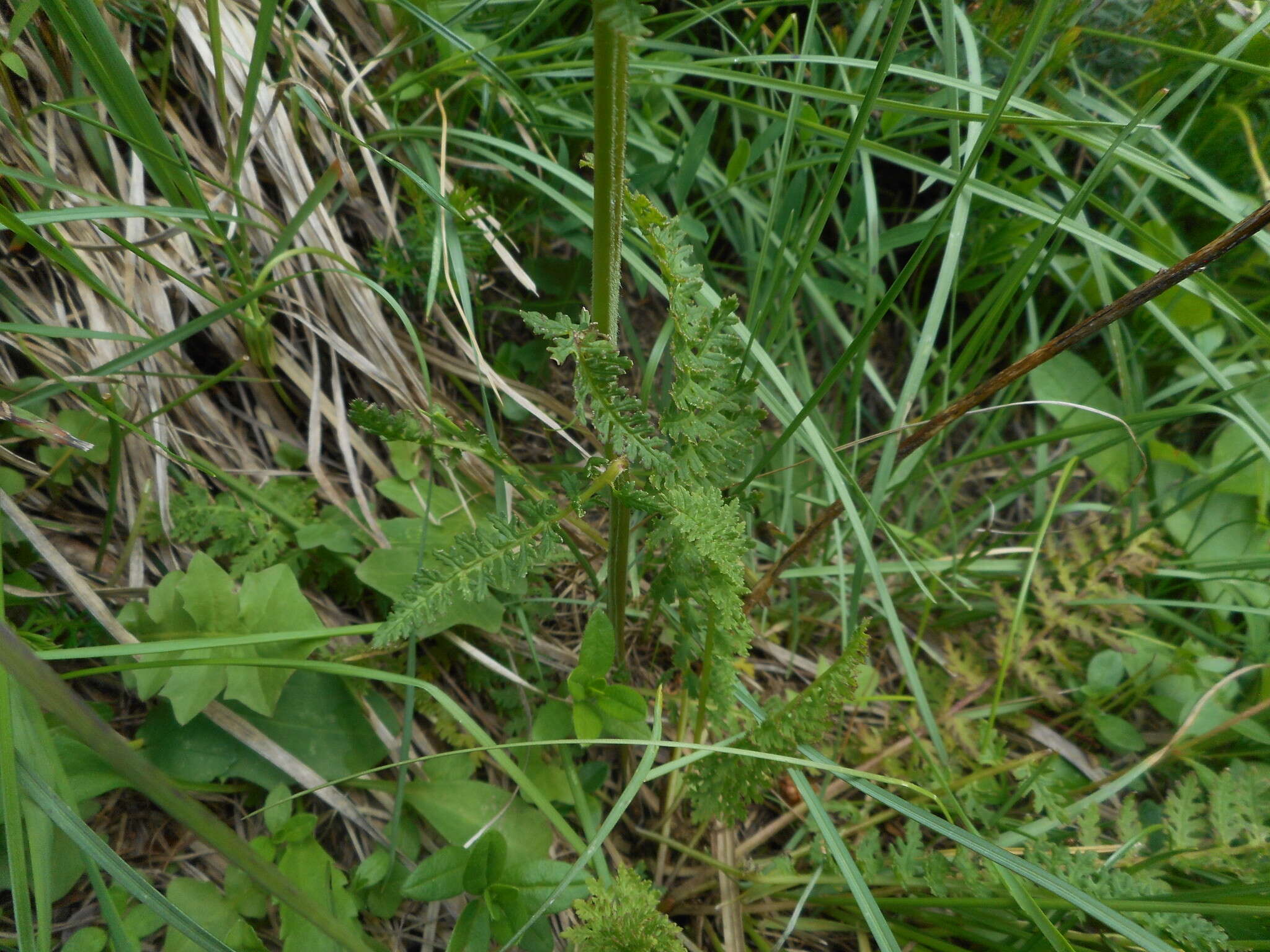 Слика од Pedicularis elongata A. Kerner