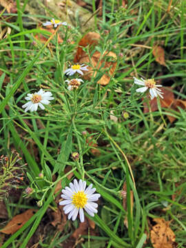 Image de Aster ovatus var. microcephalus (Miq.) Mot. Ito & A. Soejima