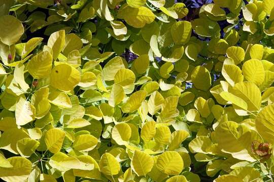 Image of European smoketree