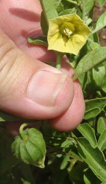 Physalis viscosa L. resmi