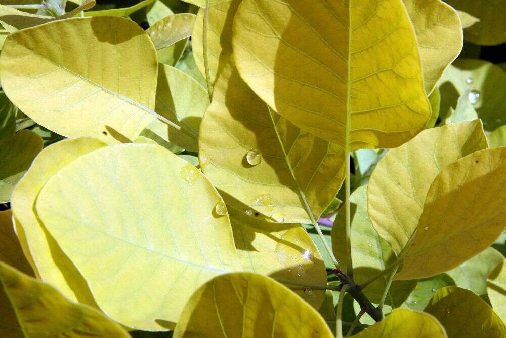 Image of European smoketree