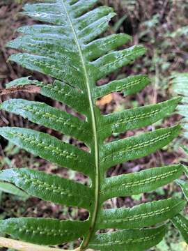 Image of Woodwardia unigemmata (Mak.) Nakai