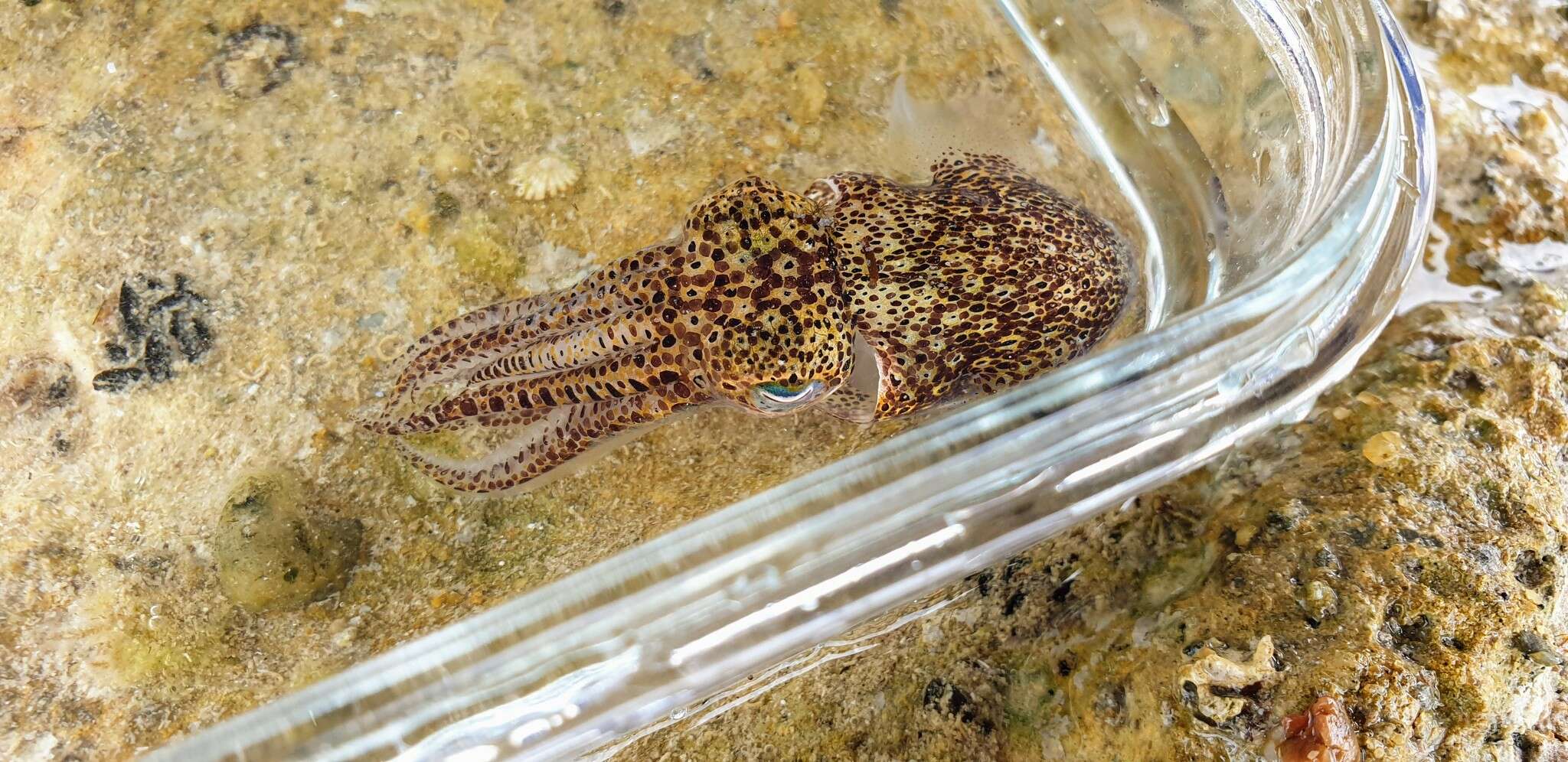 Image of Southern Bobtail Squid