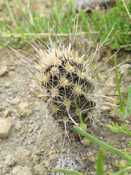 Image of Pterocactus fischeri Britton & Rose