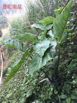 Image of Arisaema ringens (Thunb.) Schott