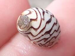 Image of Zebra nerite