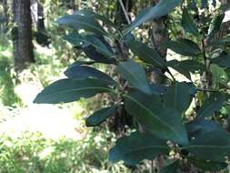 Image of Triflorensia cameronii (C. T. White) S. T. Reynolds