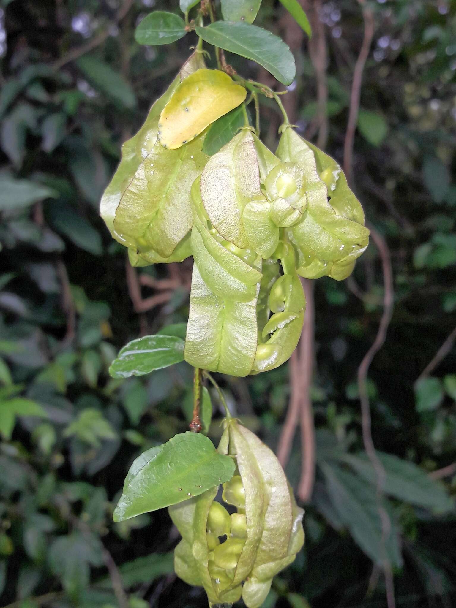 Image of Anchietea pyrifolia A. St.-Hil.