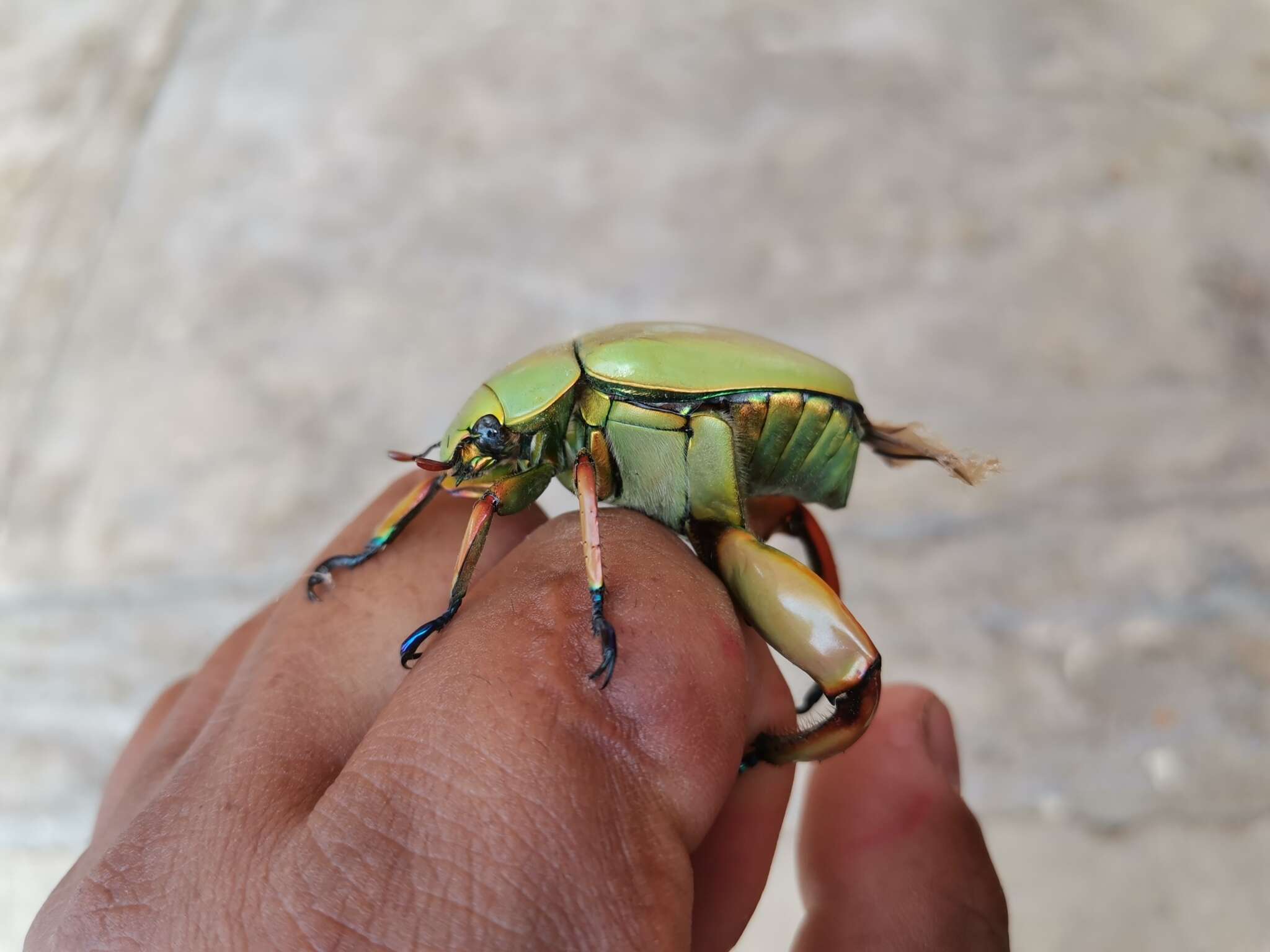 Imagem de Chrysina adolphi Chevrolat 1859