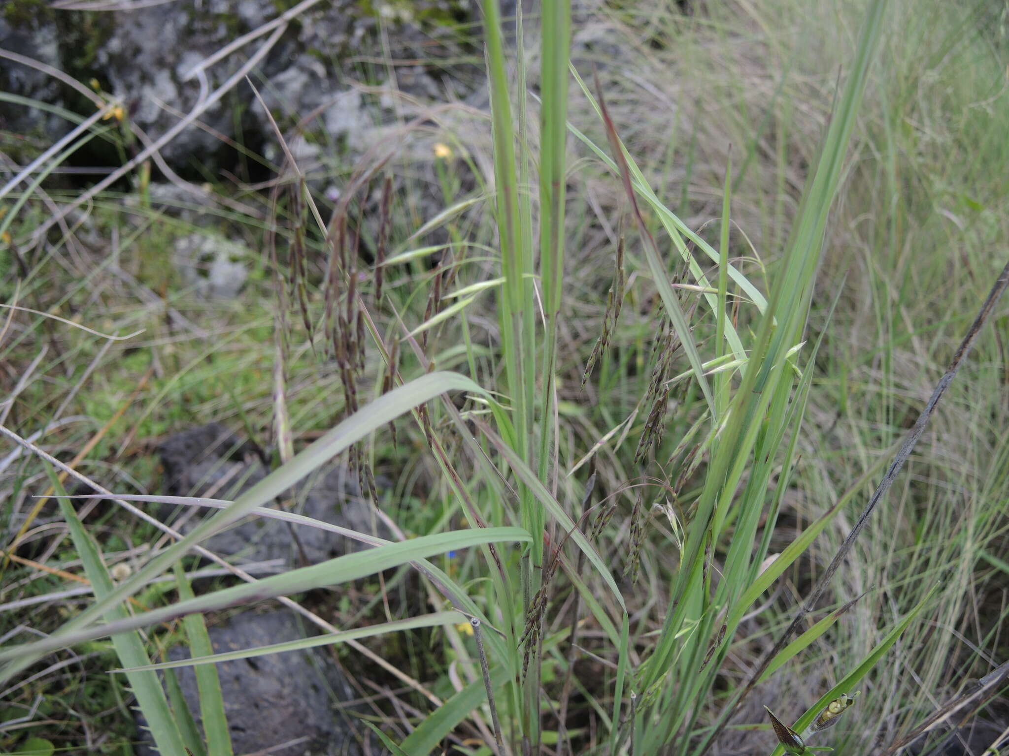 Image of nodding brome