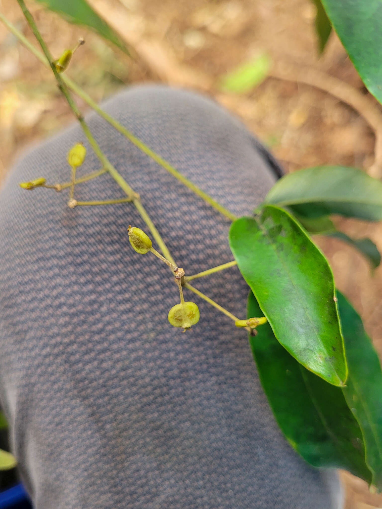 Image of Didymopanax calvus (Cham.) Decne. & Planch.