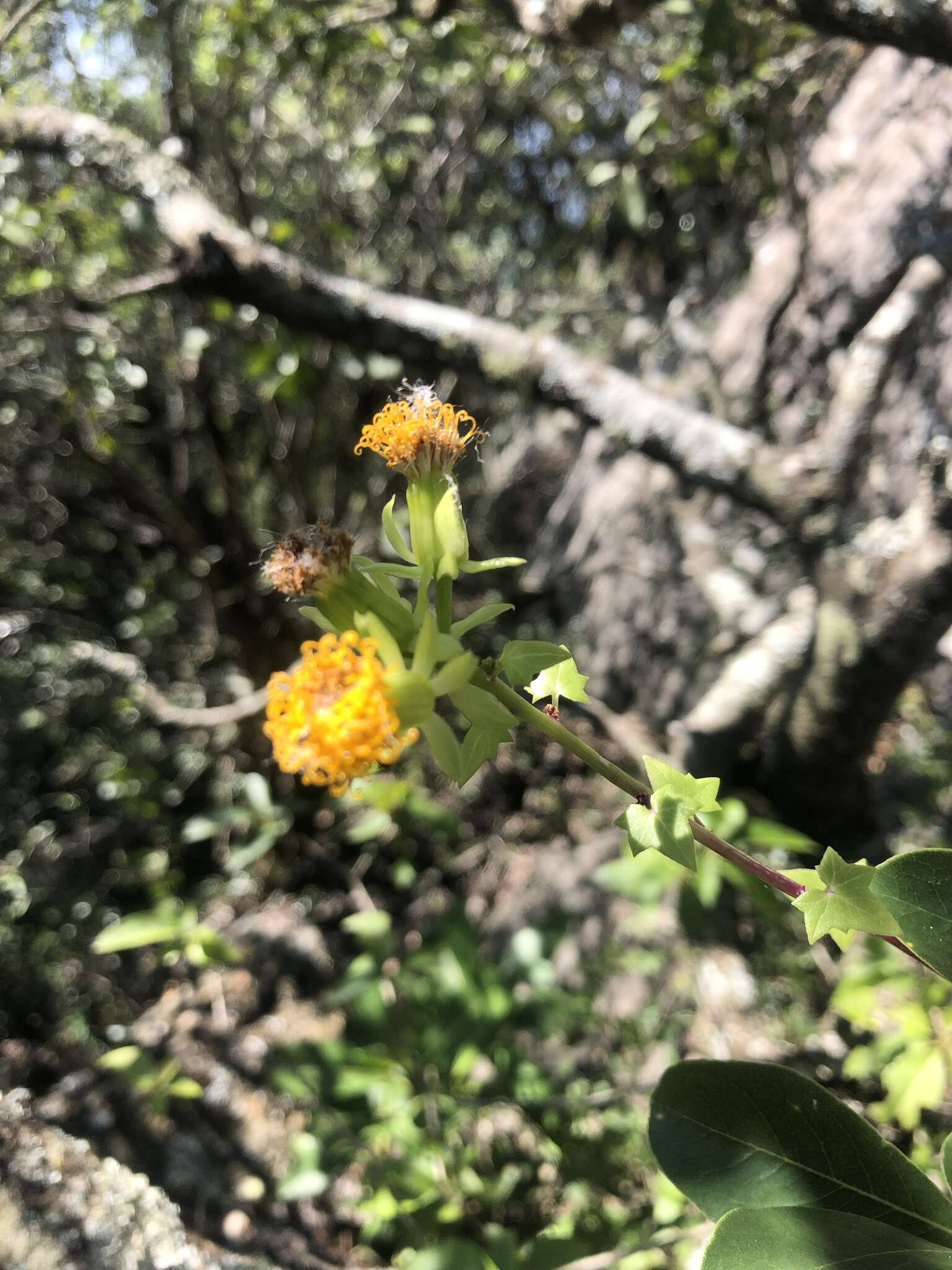 Sivun Senecio helminthioides (Sch. Bip.) Hilliard kuva