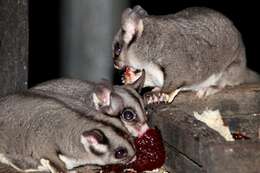 Image of Sugar Glider