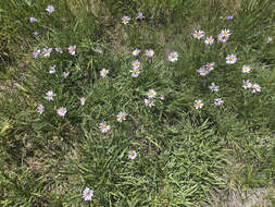 Image of tundra aster