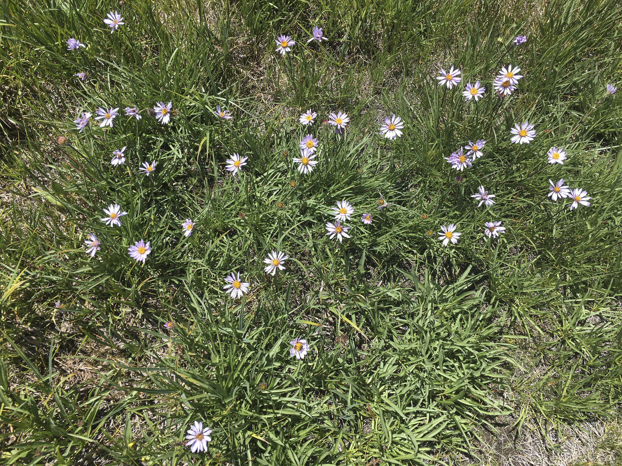 Image of tundra aster