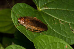 Image of Rhabdoblatta guttigera (Shiraki 1906)