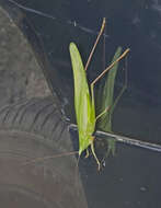 Image de Neoconocephalus palustris (Blatchley 1893)