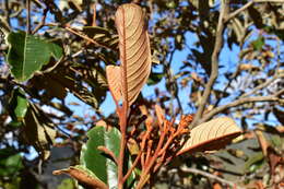 Image de Alphitonia neocaledonica (Schltr.) Guillaum.