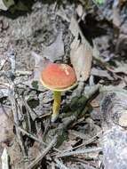 Image de Hortiboletus campestris (A. H. Sm. & Thiers) Biketova & Wasser 2015