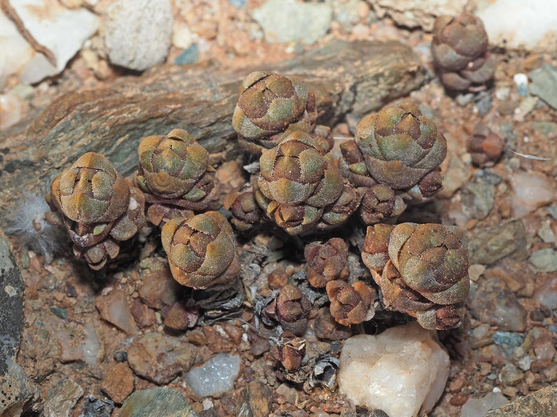 Слика од Crassula columnaris subsp. prolifera Friedrich