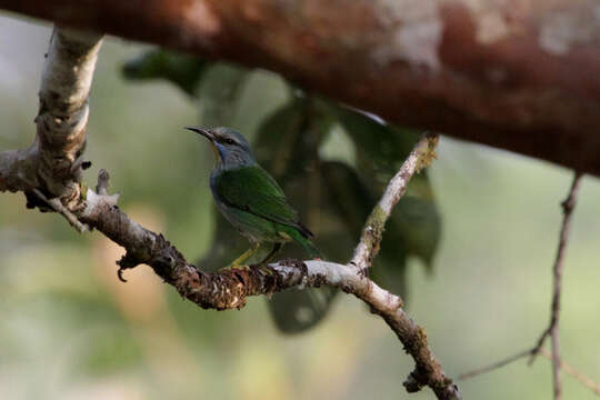 Image of Shining Honeycreeper