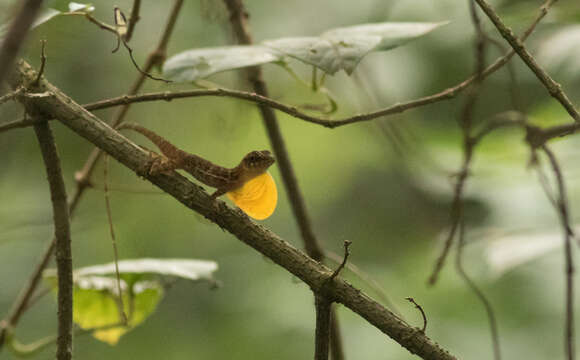 Image of Many-scaled Anole