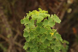 Image of Oxalis virgosa Molina