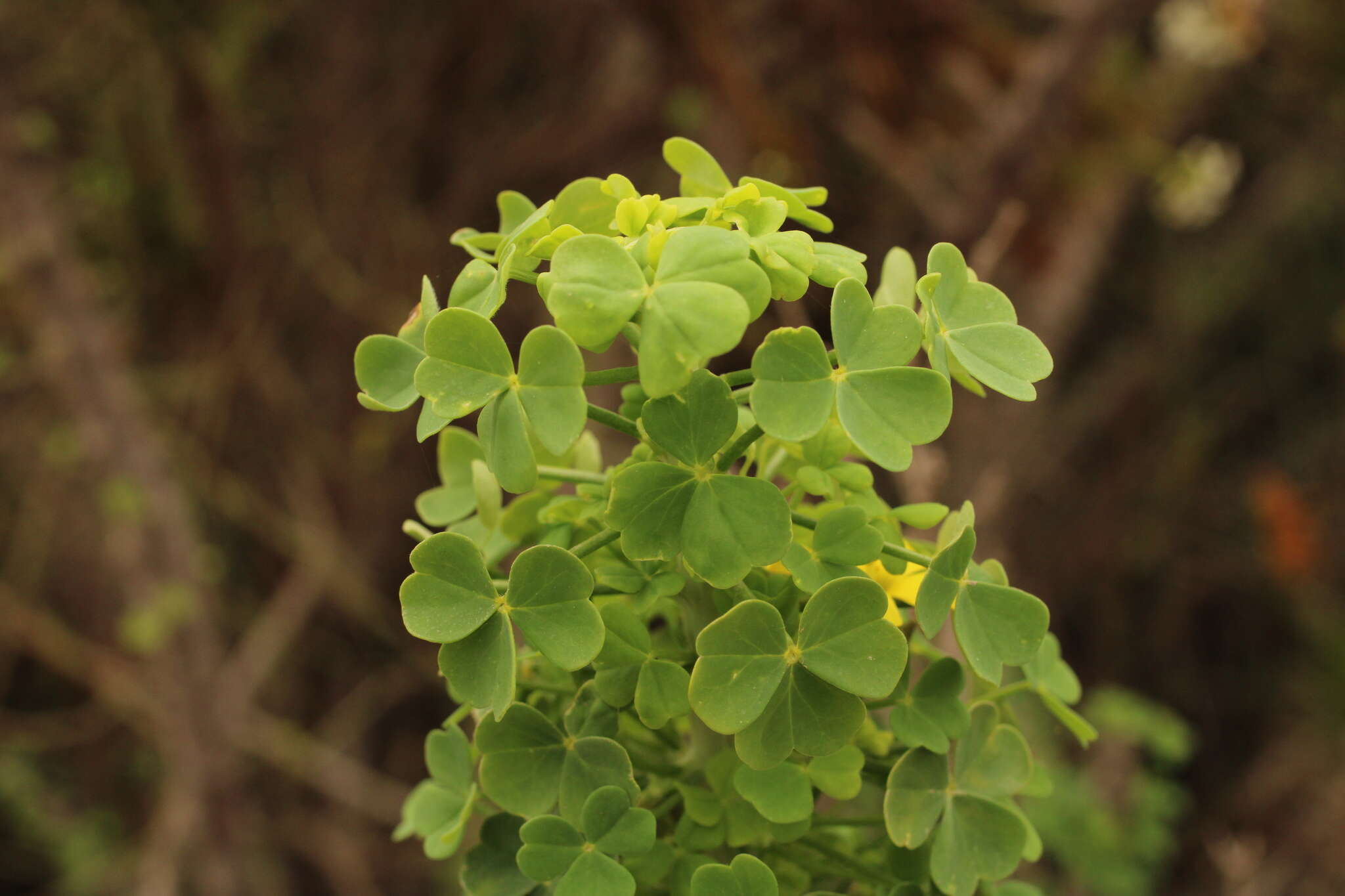 Sivun Oxalis virgosa Molina kuva