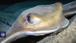 Image of Common Eagle Ray