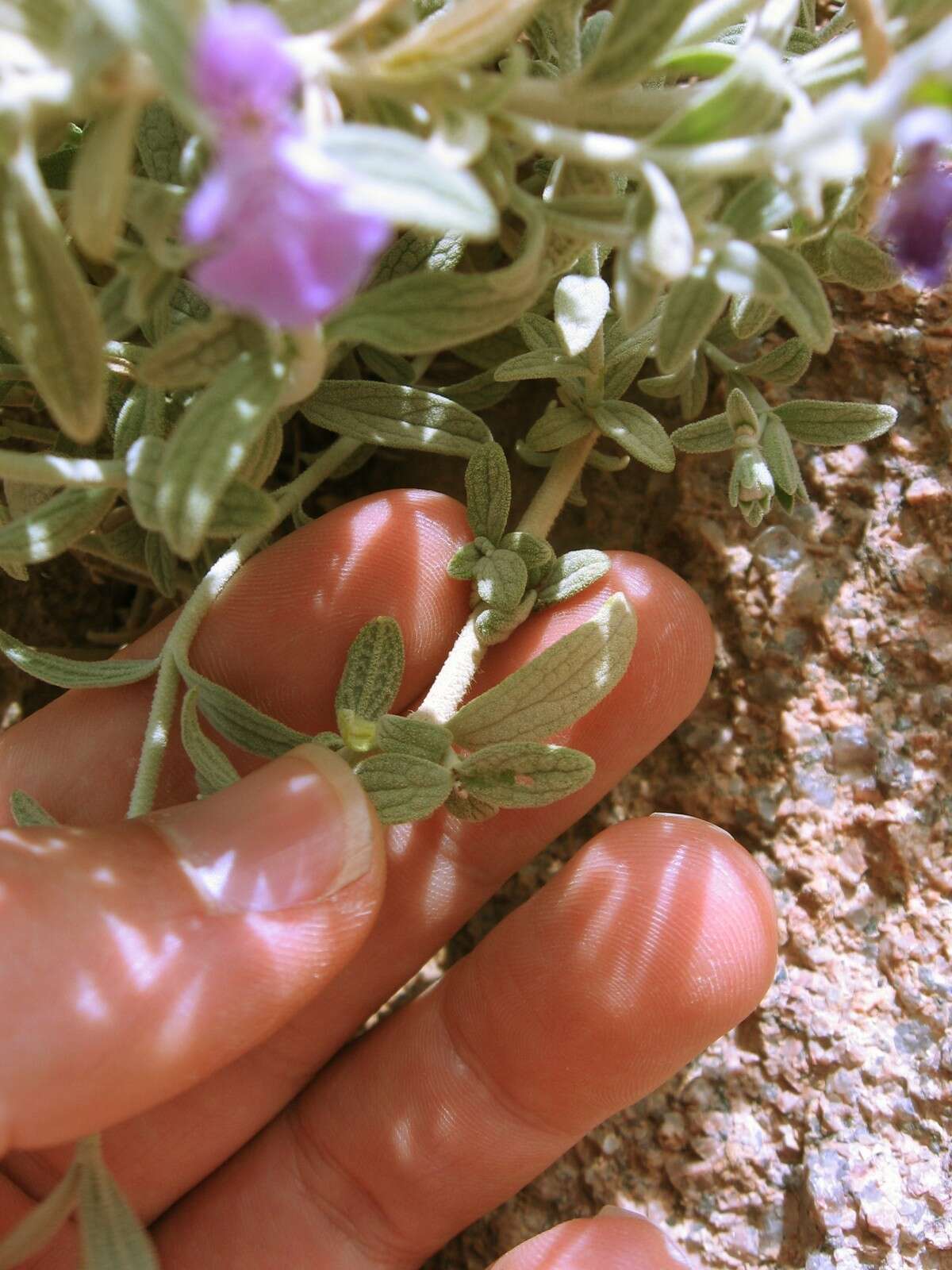 Imagem de Stachys aegyptiaca Pers.