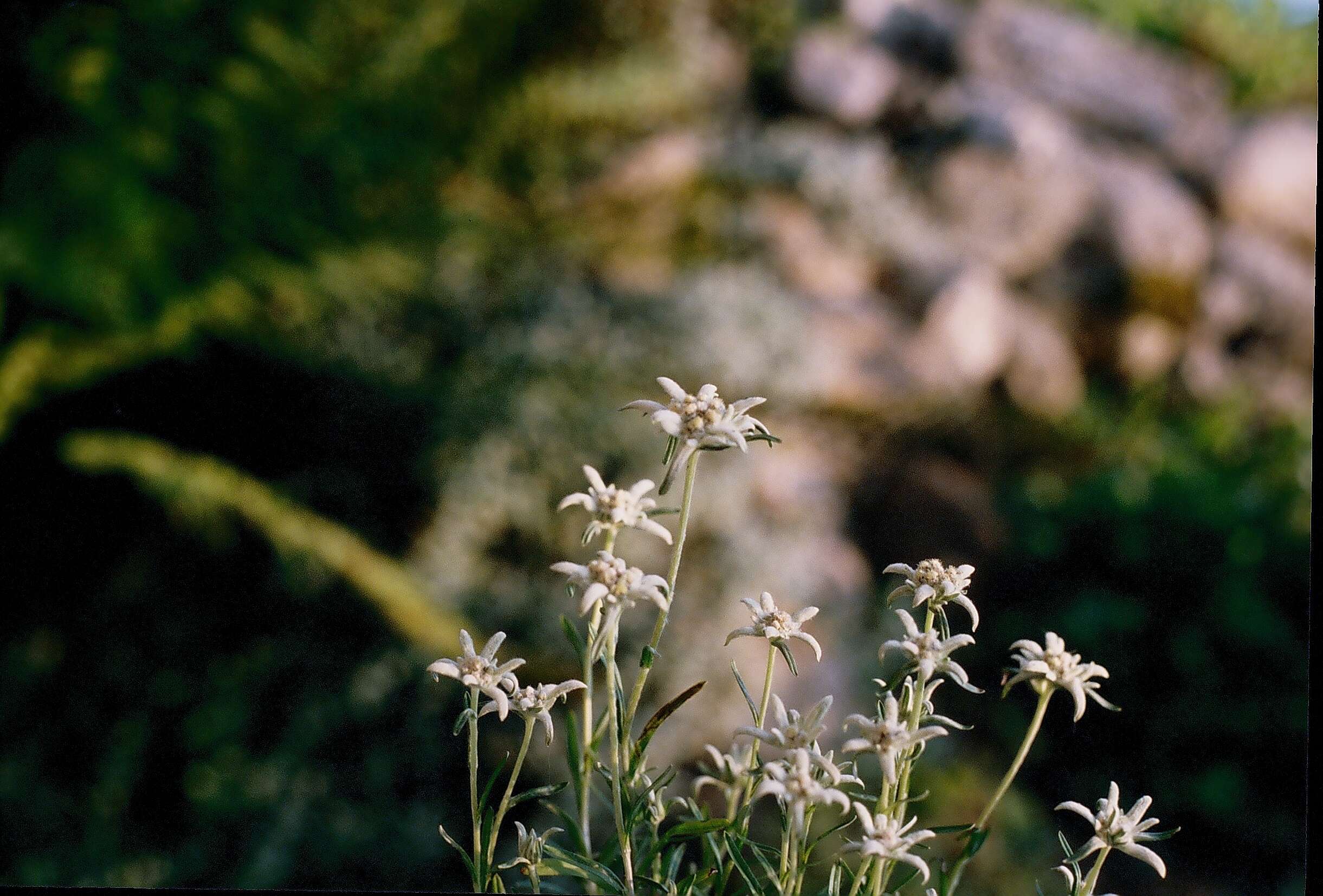 Image of edelweiss