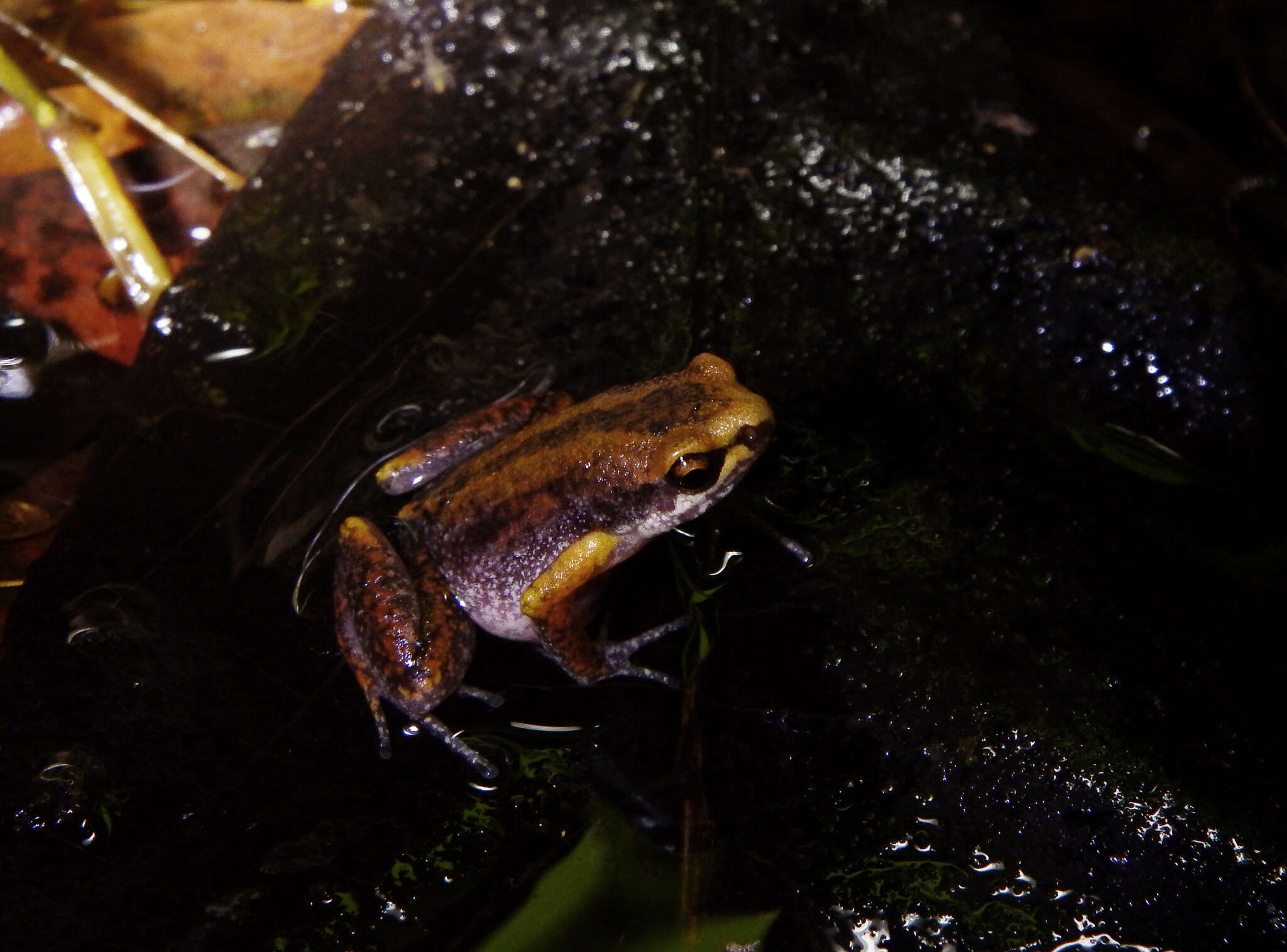 Image of Deli Little Pygmy Frog