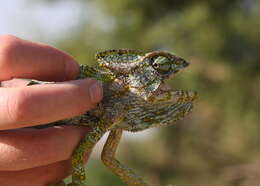 Image of Arabian Chameleon