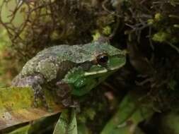 Image de Gastrotheca microdiscus (Andersson ex Lönnberg & Andersson 1910)