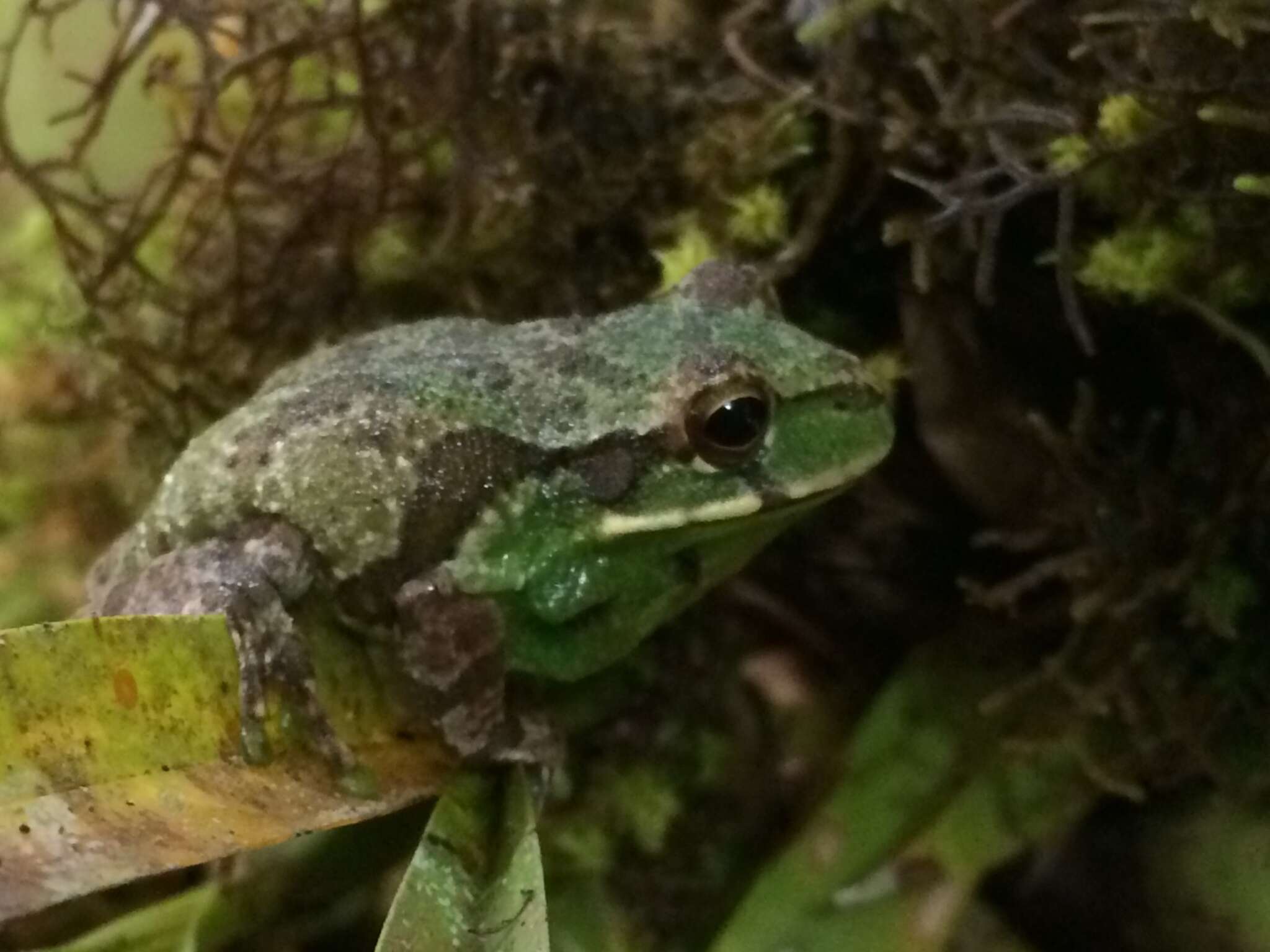 Imagem de Gastrotheca microdiscus (Andersson ex Lönnberg & Andersson 1910)