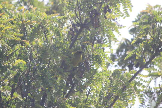 Chlorodrepanis virens wilsoni (Rothschild 1893)的圖片