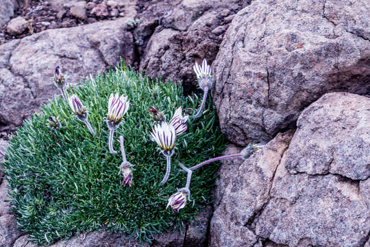 Image of Hirpicium armerioides (DC.) Roessler