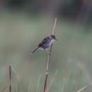 Image of Luapula Cisticola