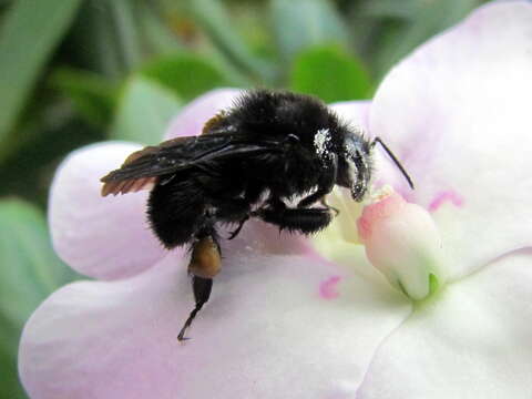 Image of Bombus pauloensis Friese 1912