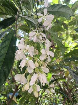 Image de Clerodendrum laevifolium Blume