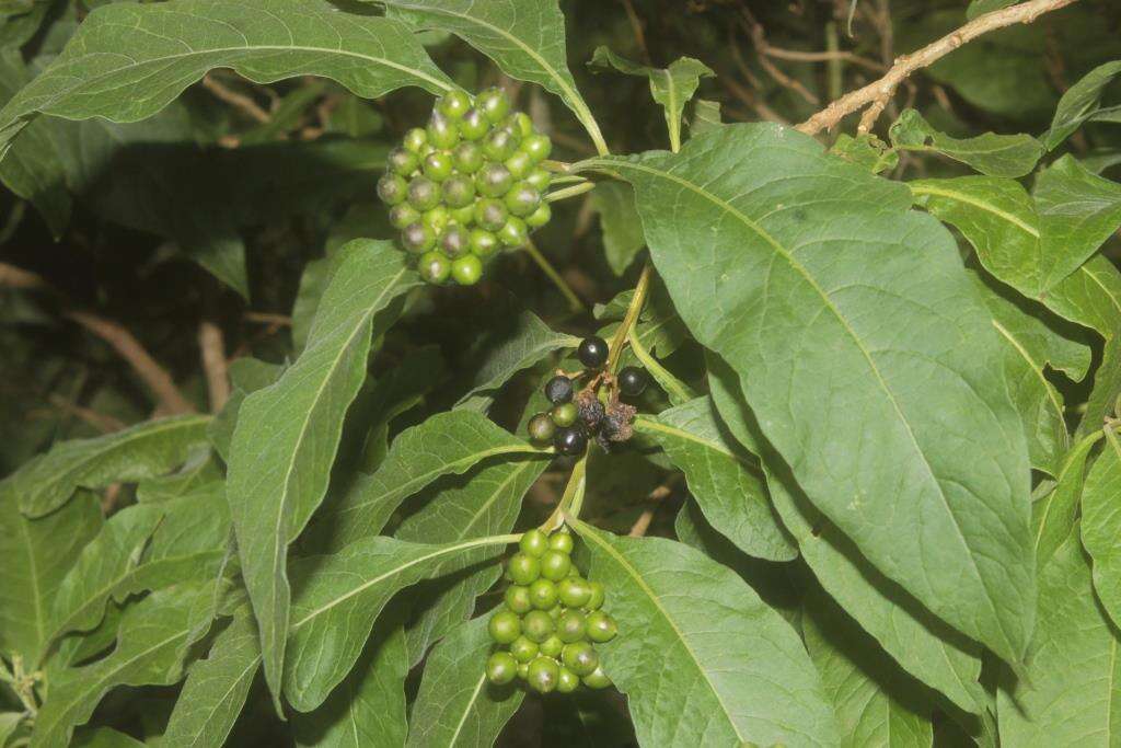 Plancia ëd Solanum aligerum Schltdl.