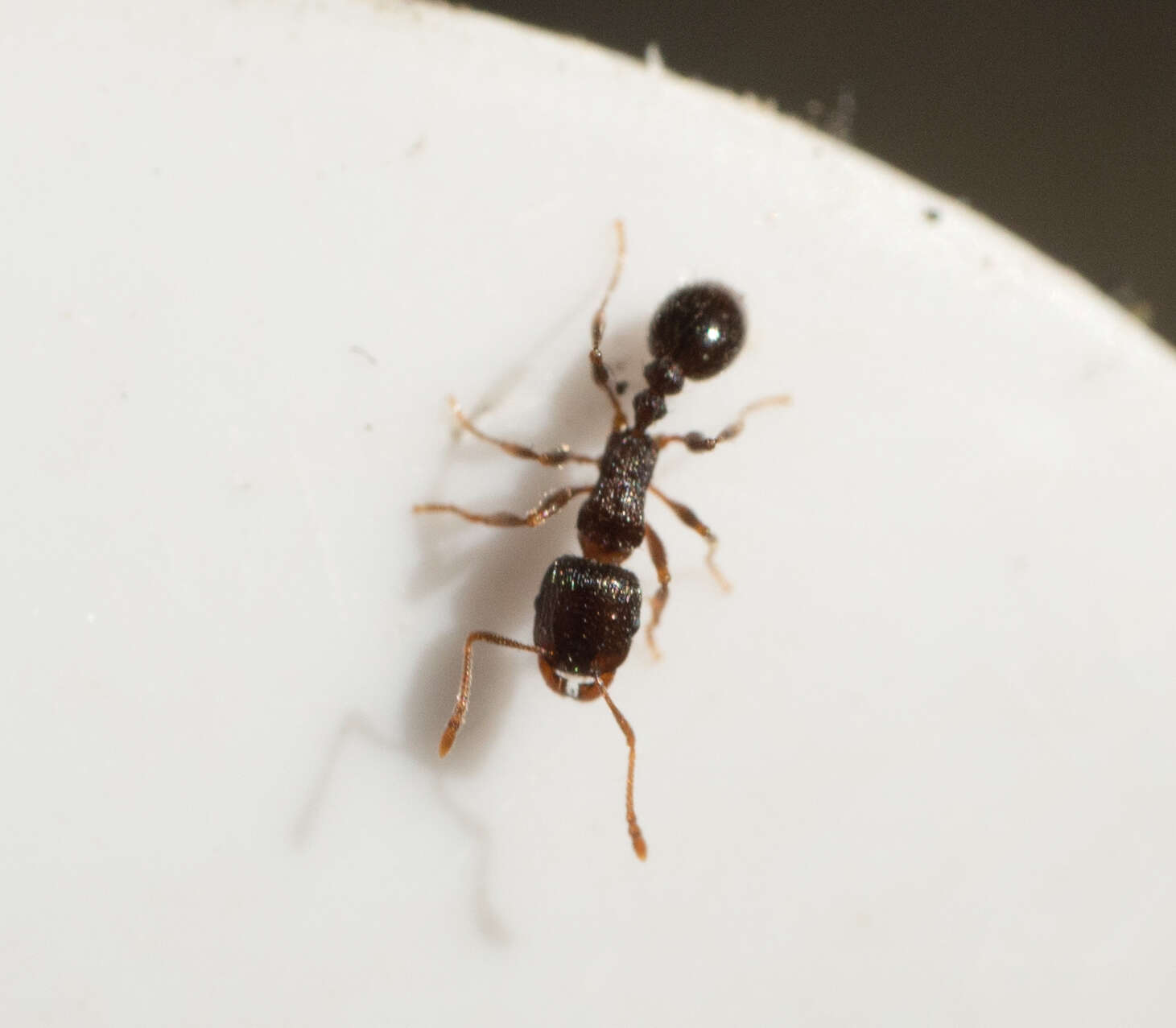 Image of Pavement ant