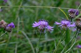 Image of brown knapweed