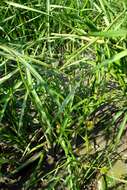 Imagem de Sagittaria trifolia L.