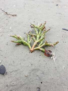 Image of glasswort