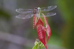 Sivun Elasmothemis cannacrioides (Calvert 1906) kuva