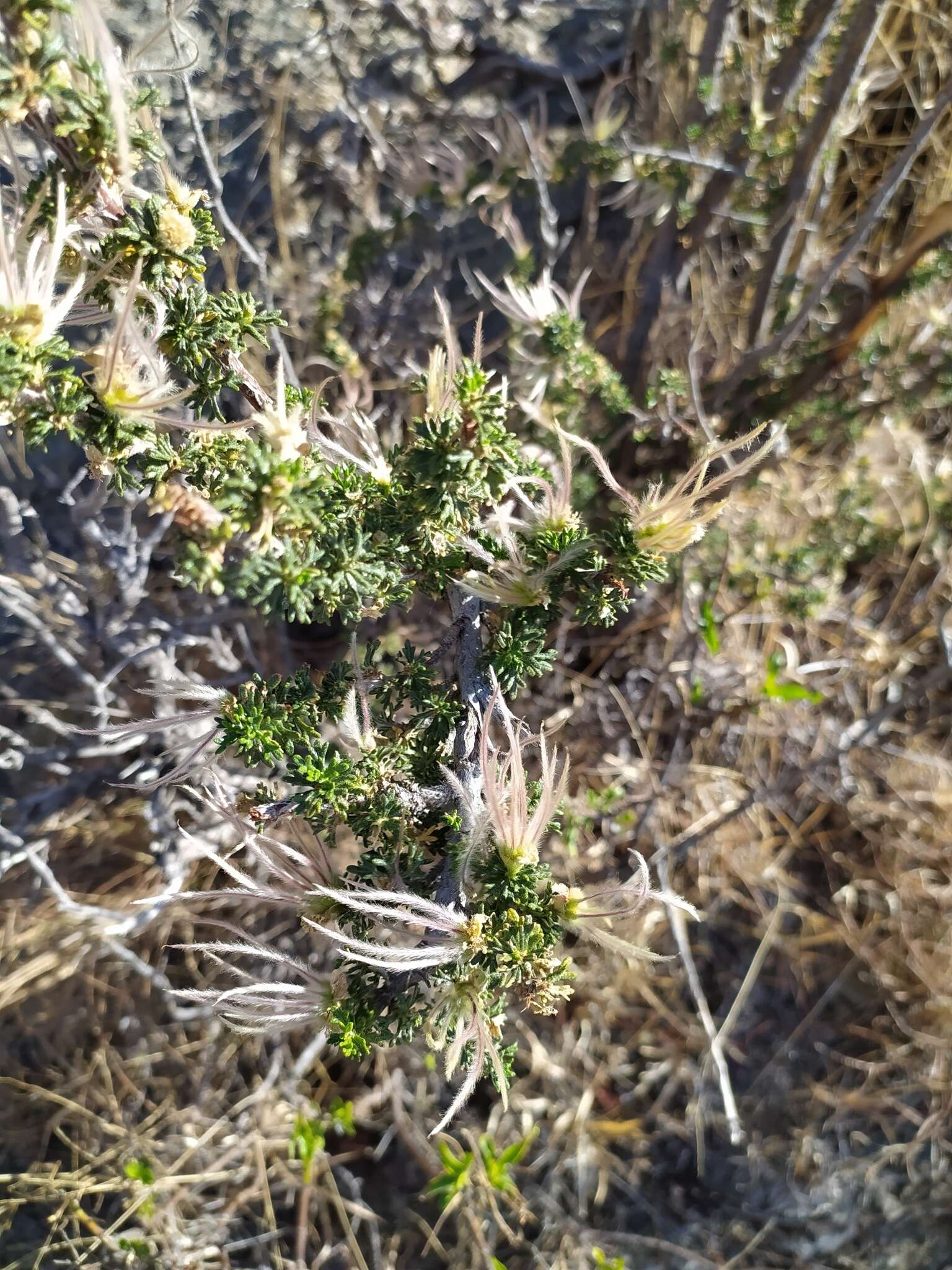 Image of Mexican cliffrose