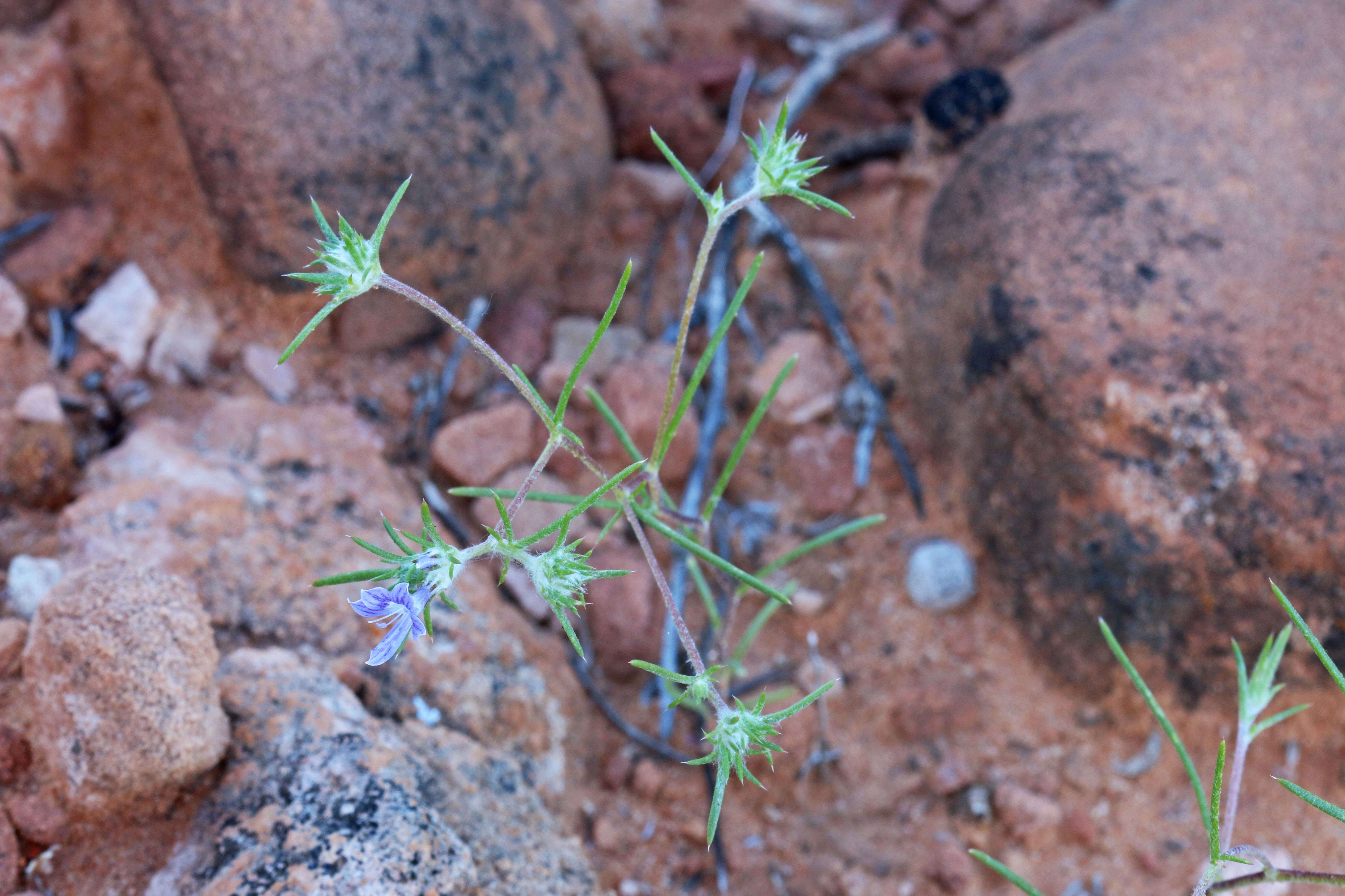 Image de Eriastrum