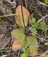 Imagem de Micranthes integrifolia (Hook.) Small