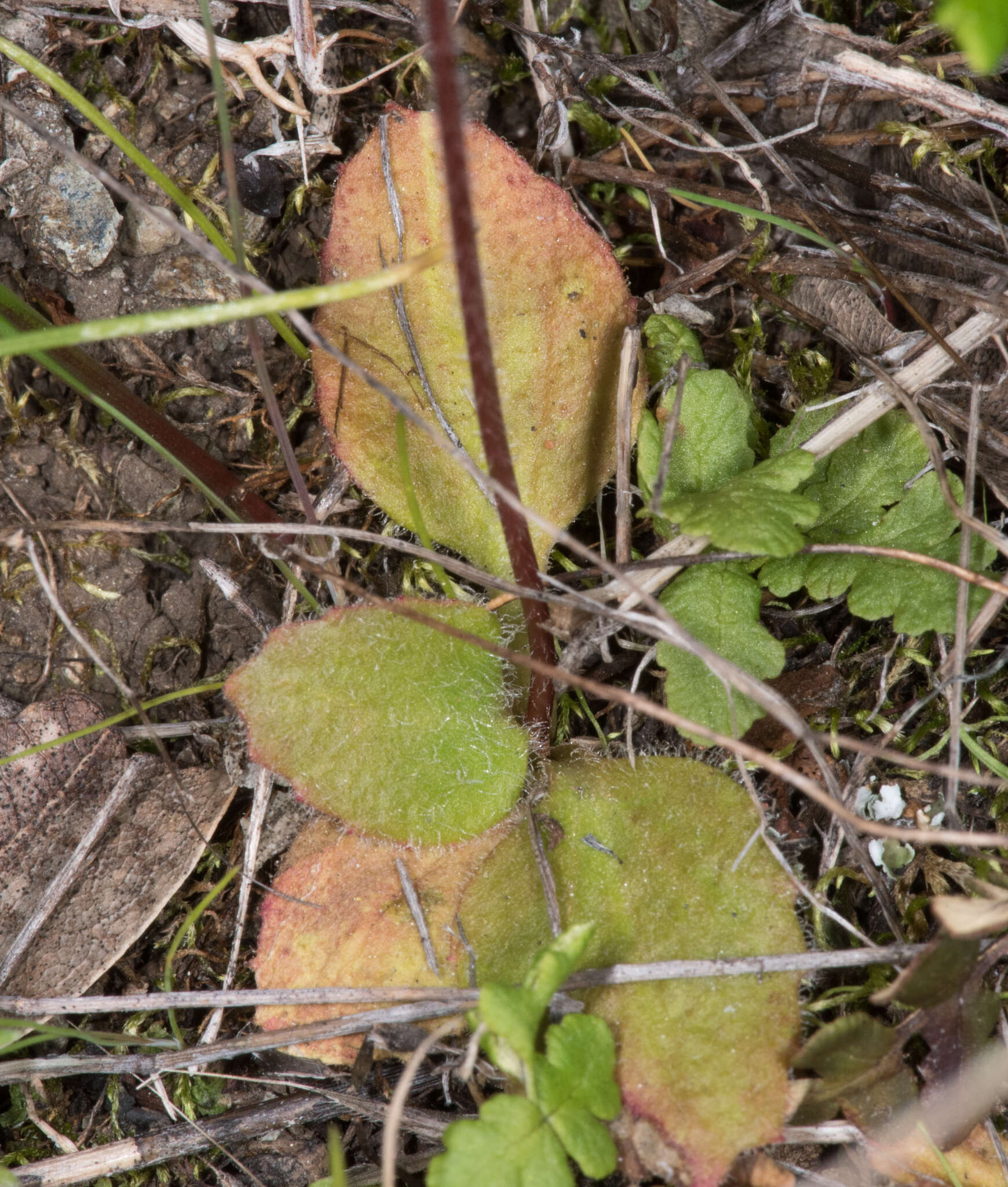 Imagem de Micranthes integrifolia (Hook.) Small